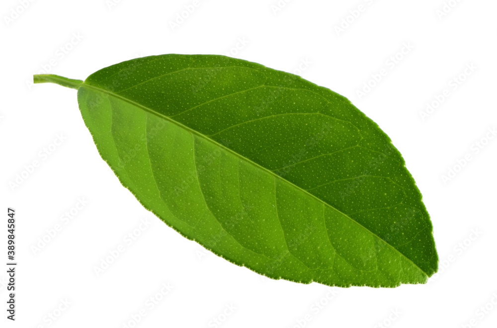 Lemon leaf isolated on white background