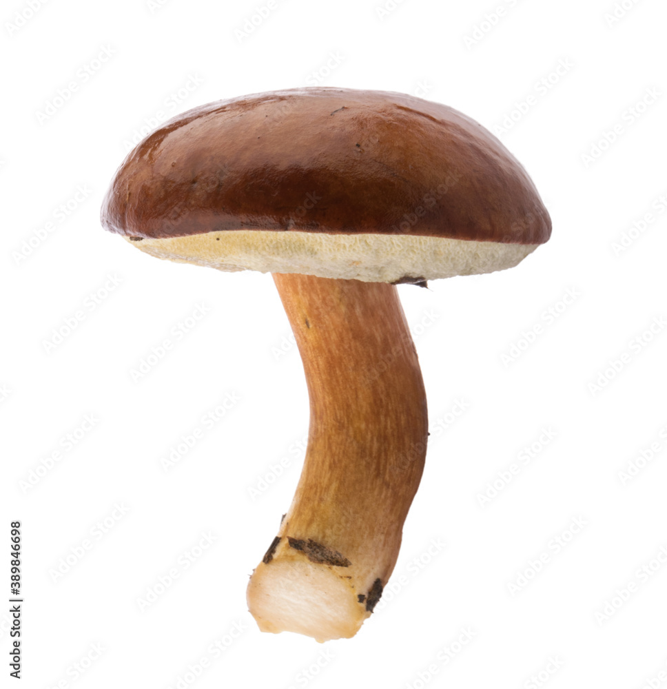 edible Bay bolete (Imleria badia) mushroom on isolated without shadow clipping path