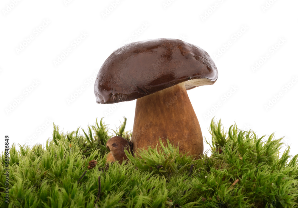 Boletus edulis（king bolete）隔离白色背景剪裁路径