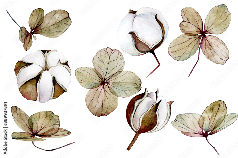 watercolor set with dry hydrangea and cotton flowers. clip-art of dried flowers, autumn flowers. iso