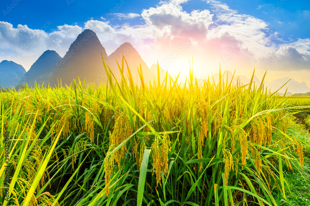 Ripe rice field and mountain natural scenery in Guilin,China.