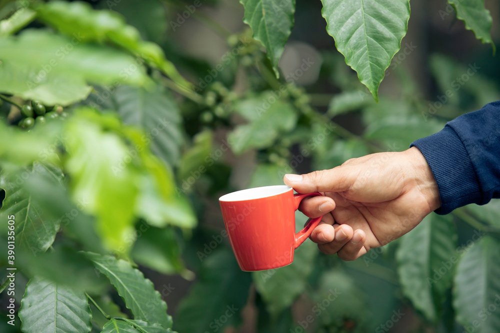 Hand holding red coffee cup and coffee plant in the garden,Coffee beans on the tree, hands and cups