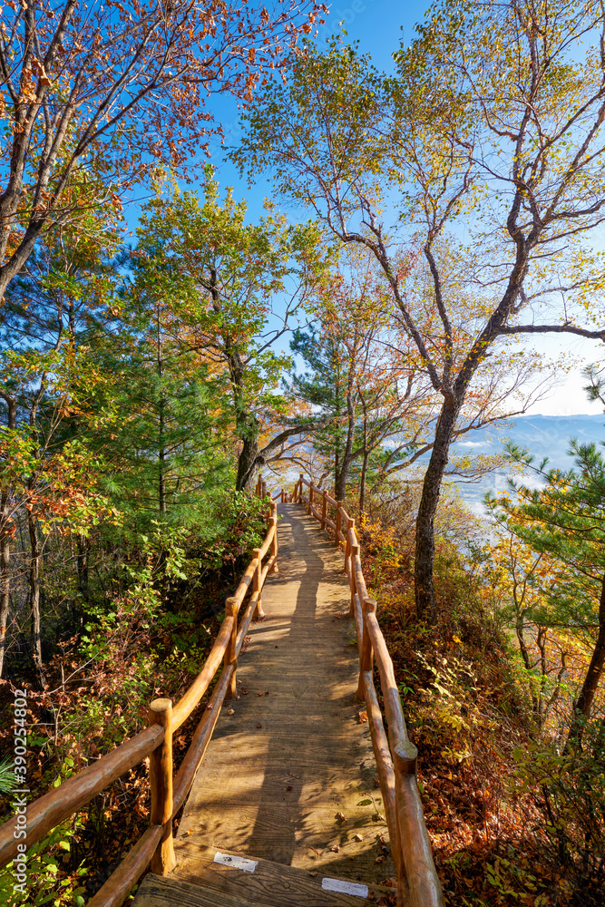  The wood boardwalk in autumn forest.