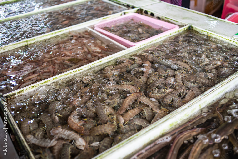 Fresh mantis shrimp in the fish market