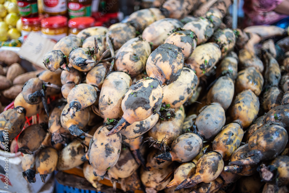 Lotus root, a specialty of Nansha, Guangzhou, China