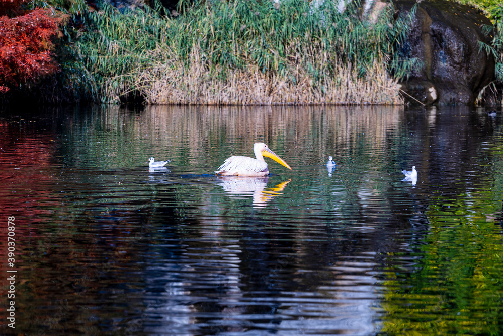 大白鹈鹕-Pelecanus onocrotalus。也被称为东部白鹈鹕，玫瑰色鹈鹕i