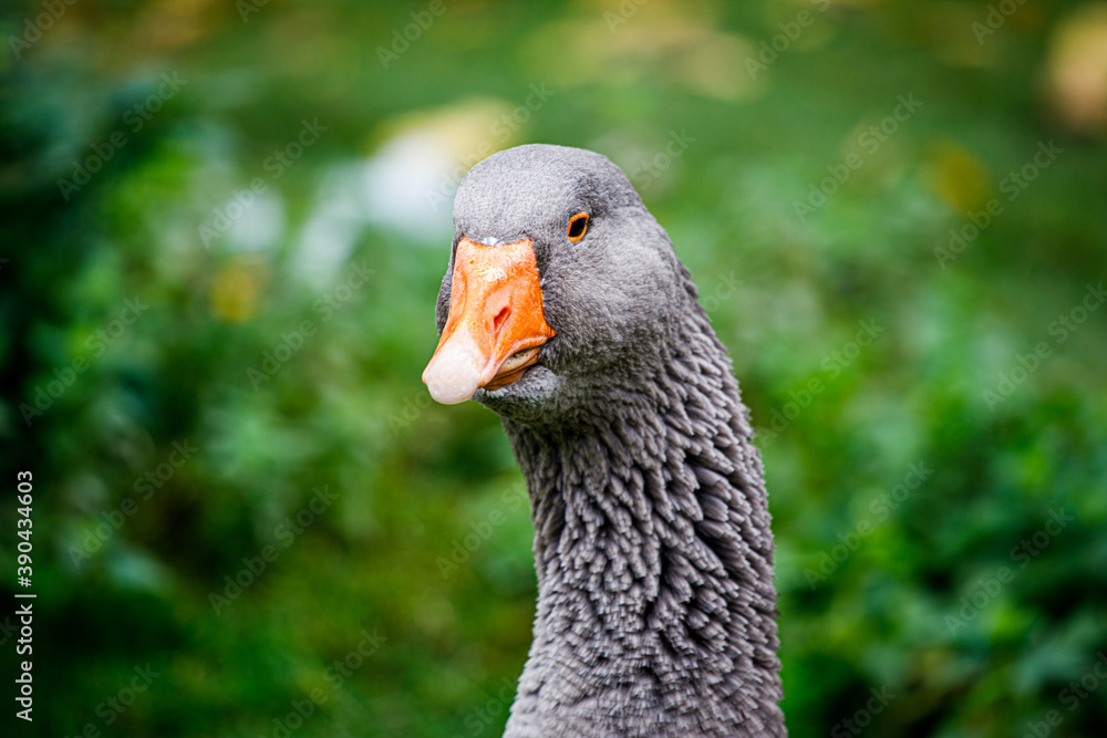 Die schwarze Gans schaut skeptisch