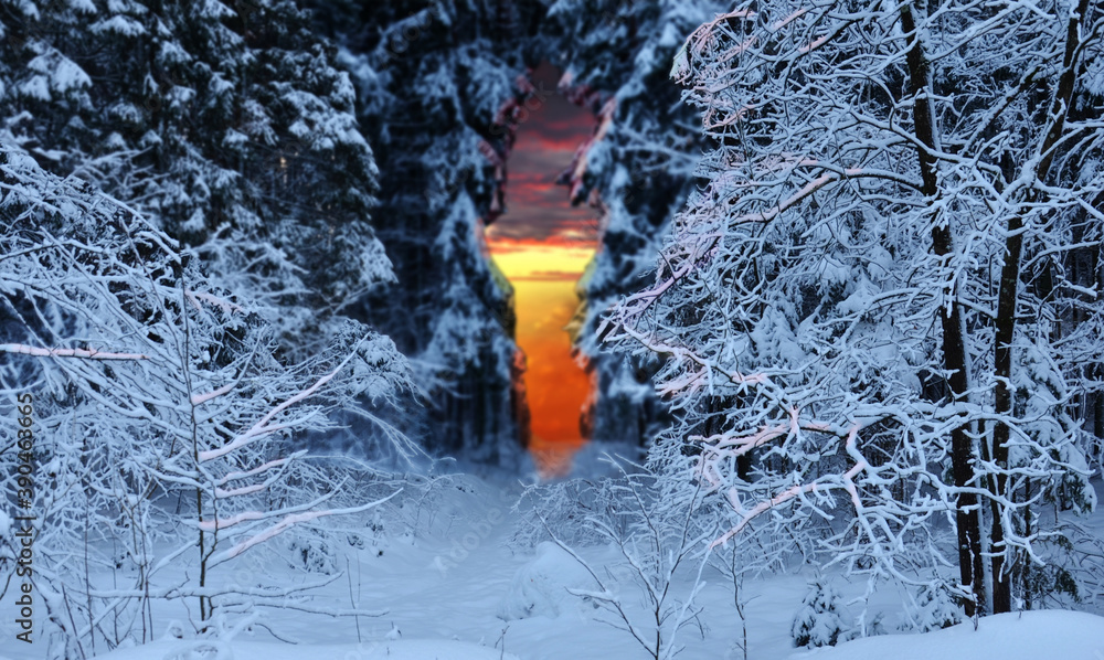 Winter forest red sunset Snow woodland Purple clouds Yellow light Contrast of cold and warm colors