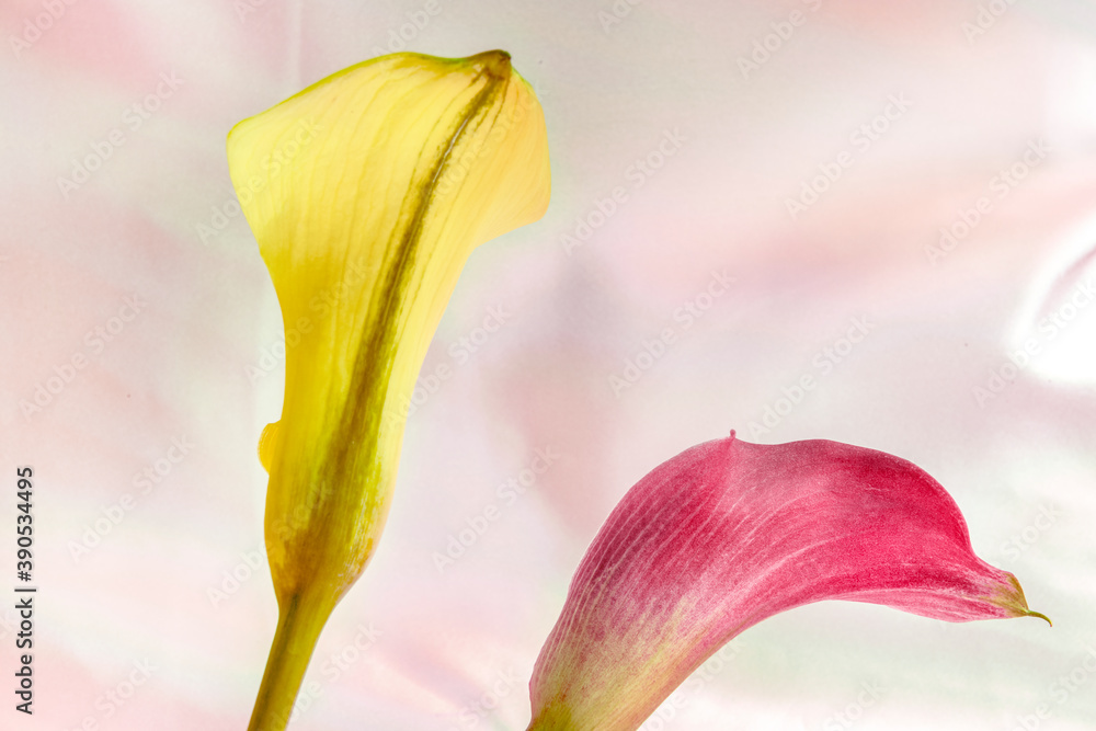 Close up of yellow and pink lily flowers