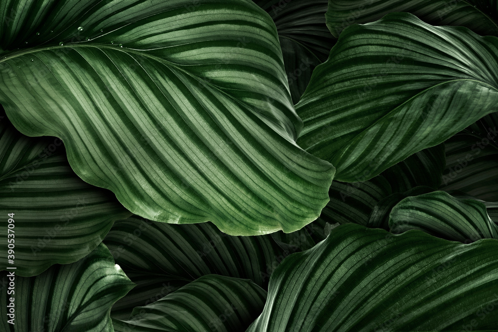 Calathea Orbifolia绿色天然叶子背景