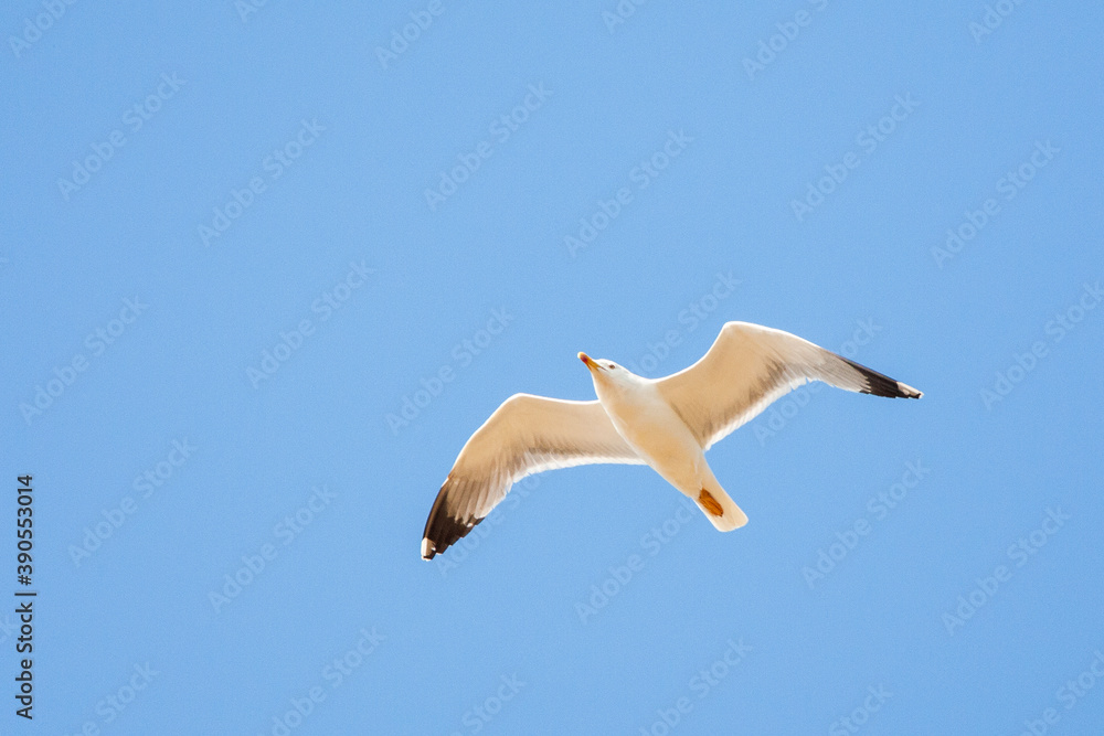 黄腿鸥，Larus michahelis michahellis