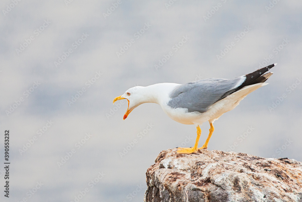 Yellow-legged Gull, Larus michahellis michahellis