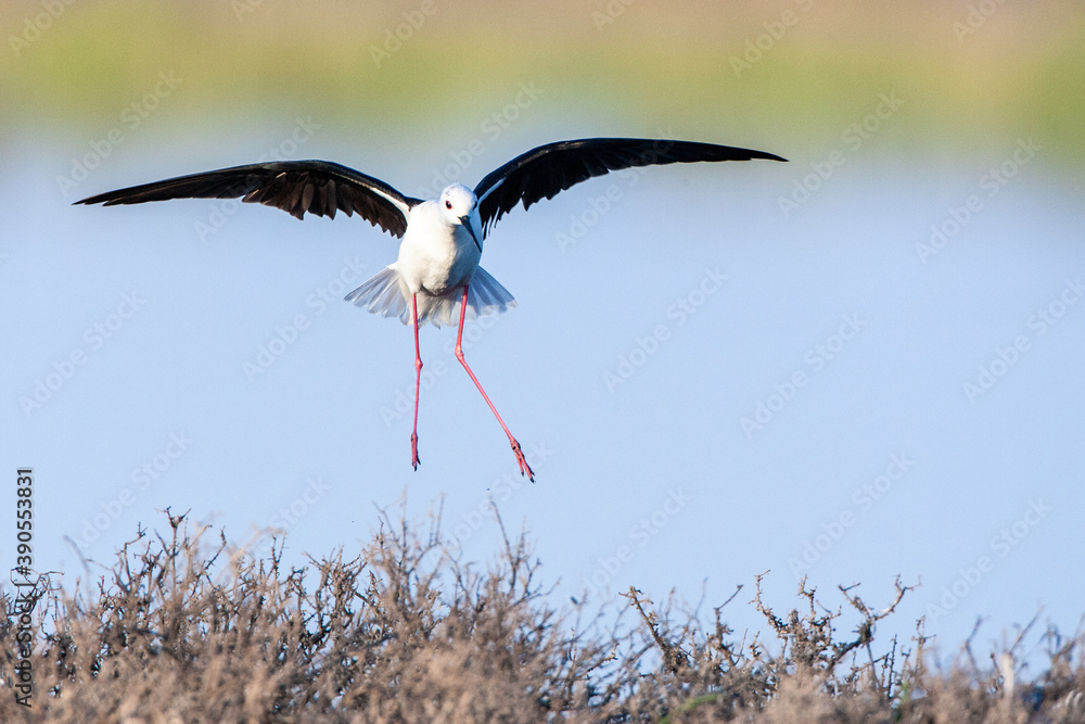 黑翅Stilt，Himantopus Himantopus