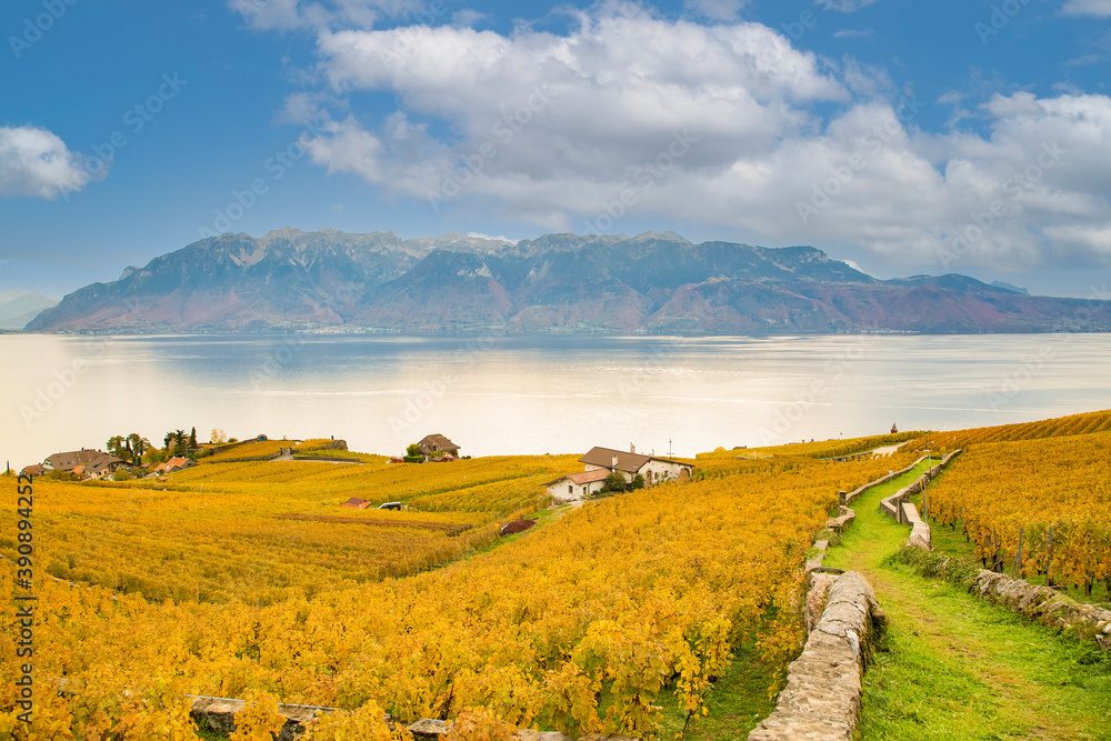 High-angle view landscape autumn leaves of Vineyard lake at Lausanne city in October of the year. On