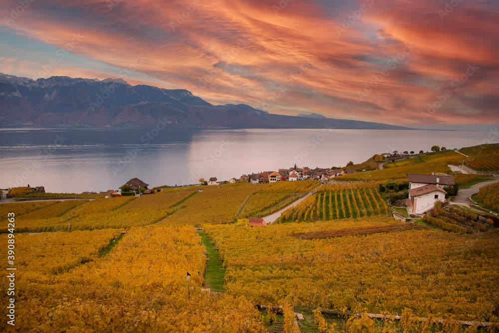 High-angle view landscape autumn leaves of Vineyard lake at Lausanne city in October of the year. On