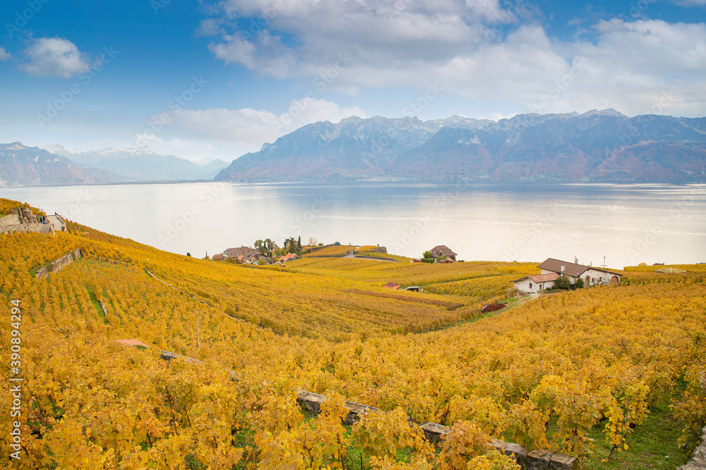 High-angle view landscape autumn leaves of Vineyard lake at Lausanne city in October of the year. On