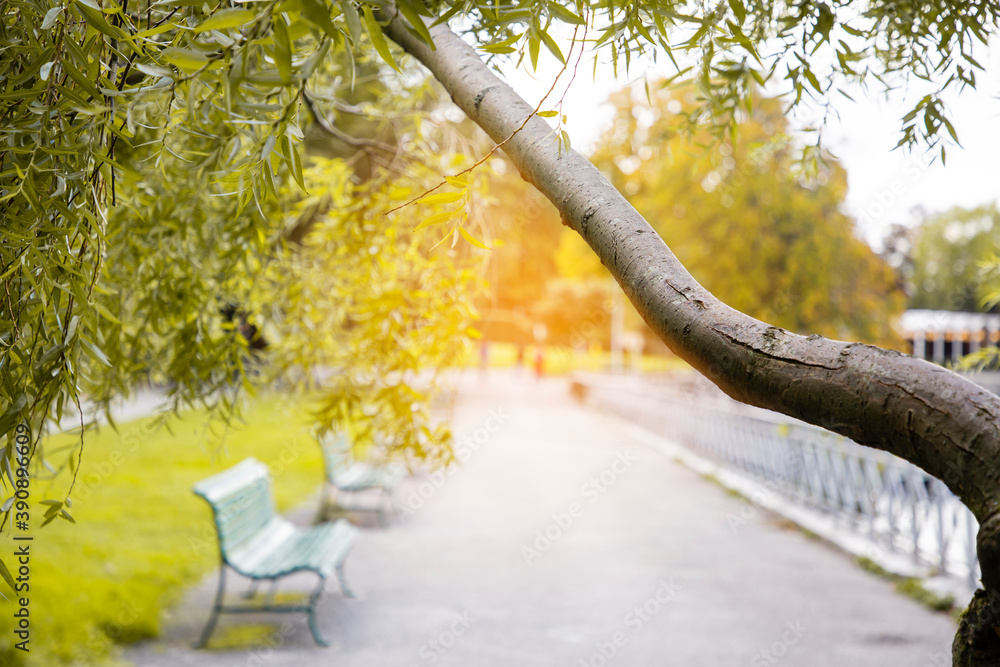 Old wooden of a tree and  garden outdoor with bokeh light background, Fresh spring and natural, conc