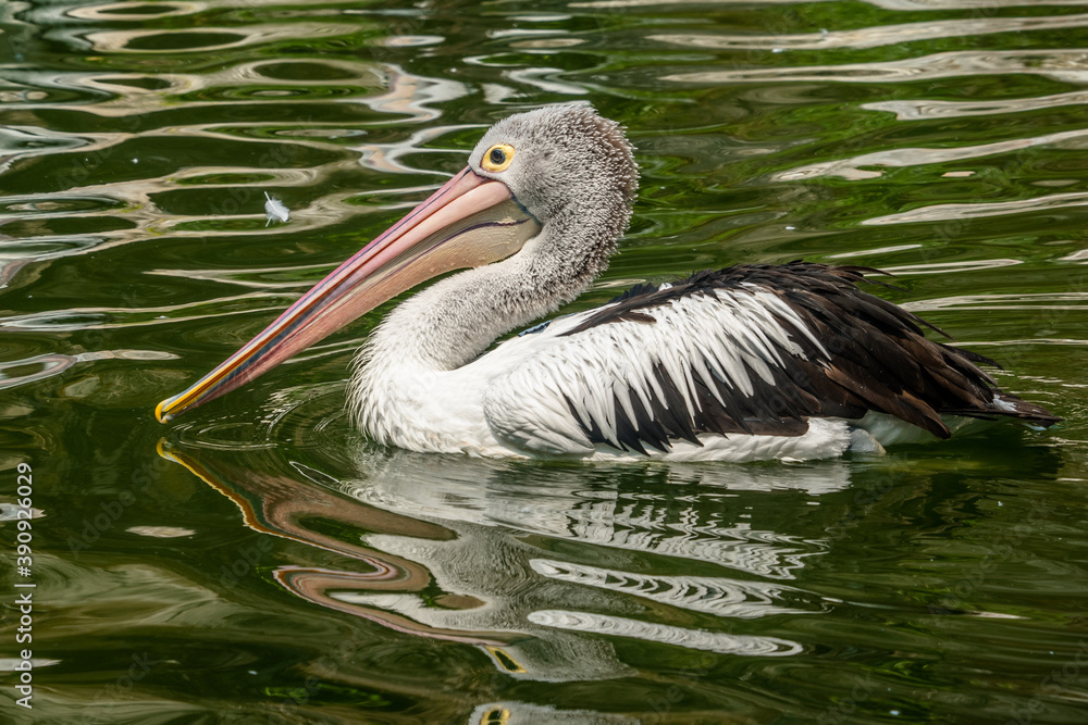 the pelican on the pond