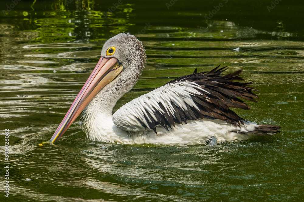 the pelican on the pond