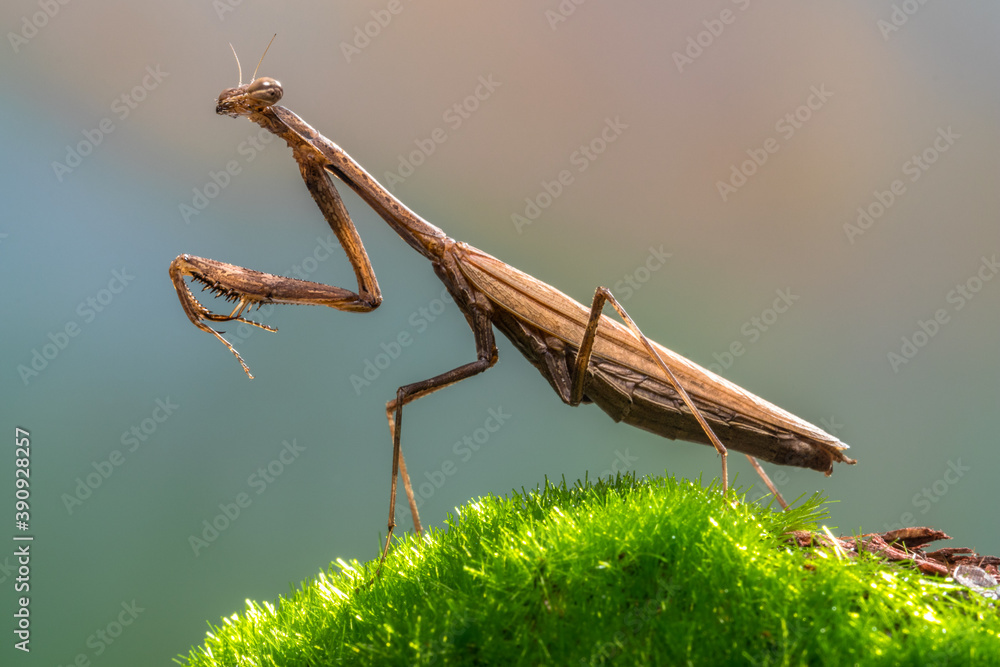 the brown praying mantis