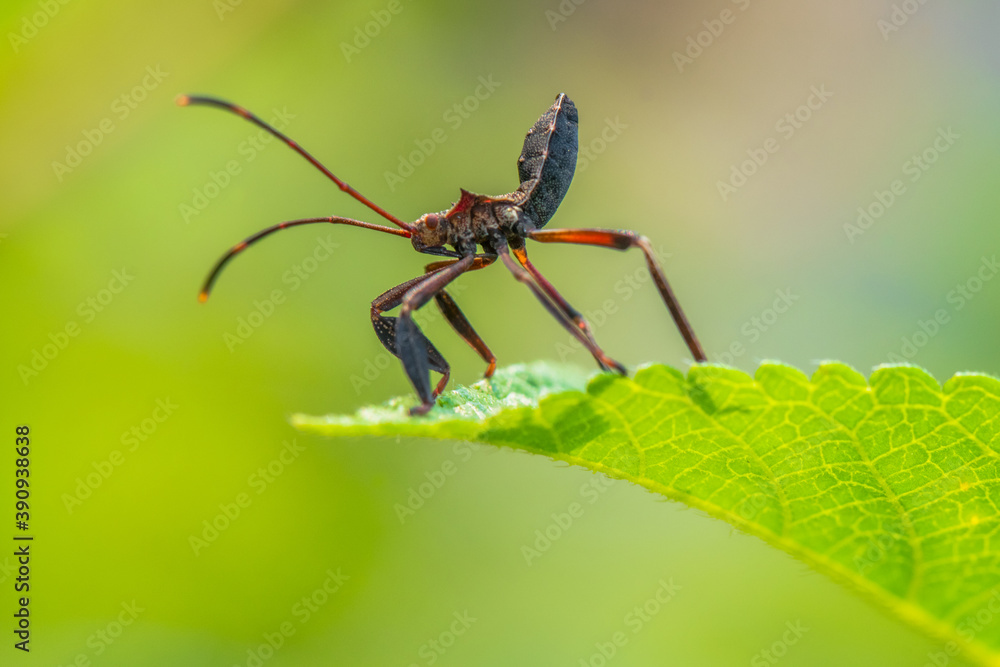 花园里的Leptocorisa Acuta