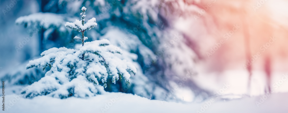 冬季积雪背景，冷杉树被雪覆盖