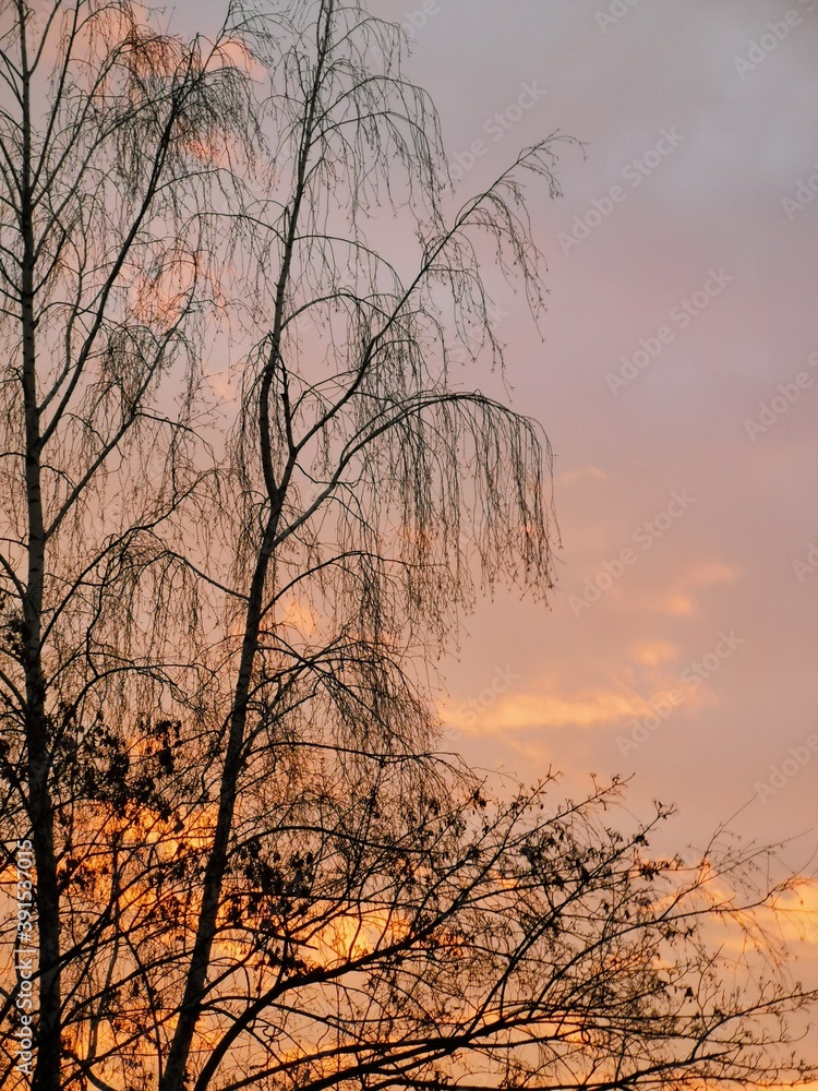 树，日落，天空，冬天，自然，树木，剪影，太阳，森林，景观，树枝，秋天，黄昏