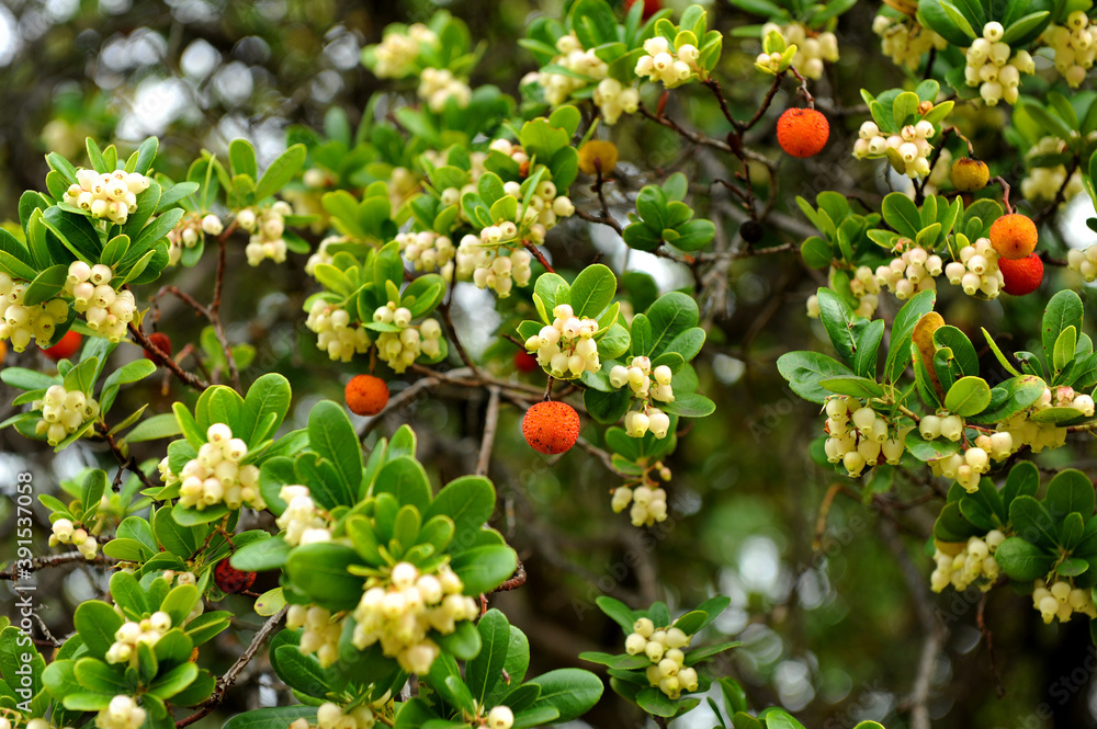 草莓树（Arbutus Unedo）是杜鹃科的一种灌木，黄色和红色。