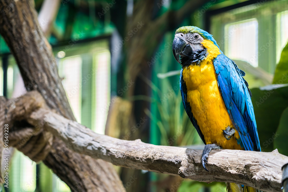 A macaw in the zoo