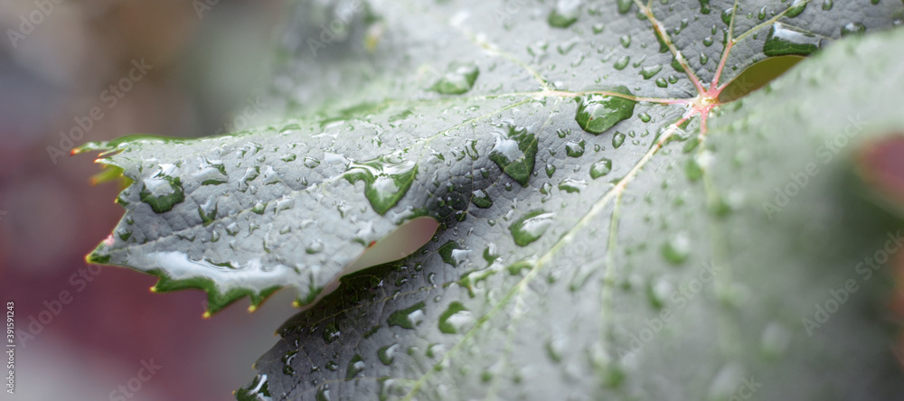 dew on a grape leaf