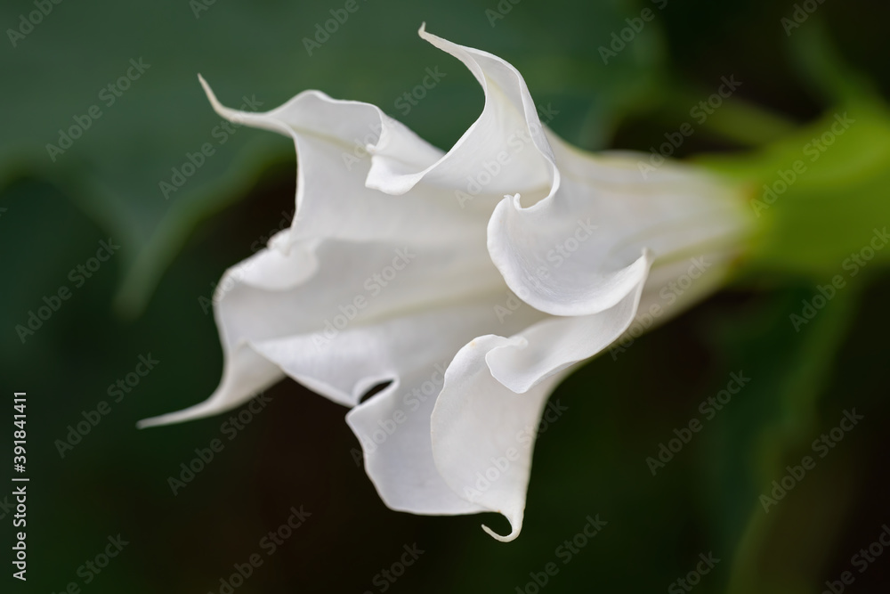 Detail of white trumpet shaped flower of hallucinogen plant Devils Trumpet (Datura Stramonium), als