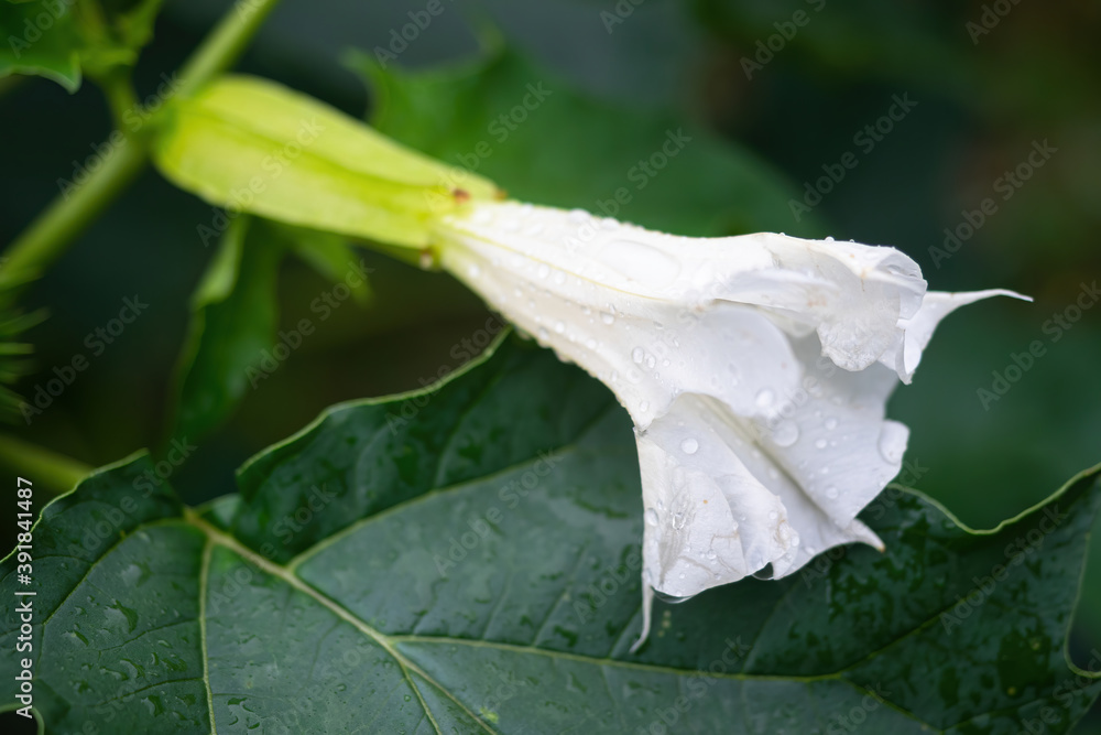 Detail of white trumpet shaped flower of hallucinogen plant Devils Trumpet (Datura Stramonium), als