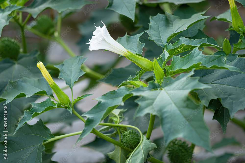 Hallucinogen plant Devils Trumpet (Datura Stramonium), also called Jimsonweed with white trumpet sh