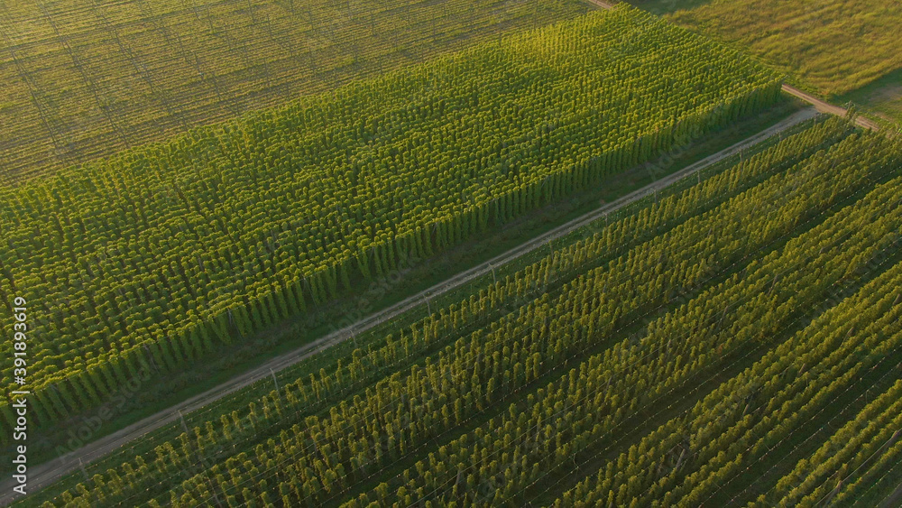 AERIAL：空旷的道路穿过金色阳光照射下的啤酒花种植园