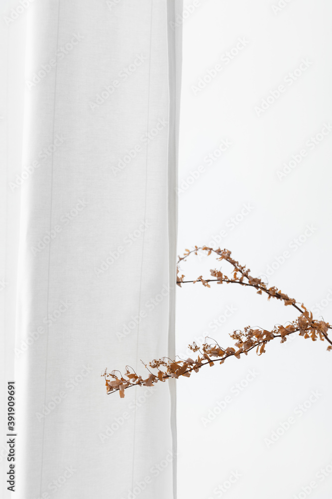 Dry Forsythia flower by a white curtain