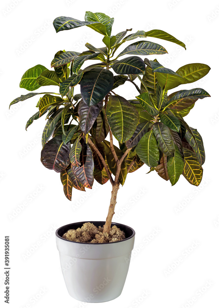 An indoor plant Croton in white flower pot on white isolated background.