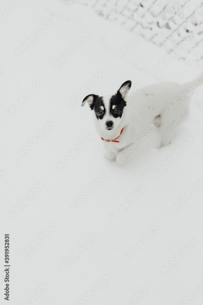 Jack Russel雪地里的狗