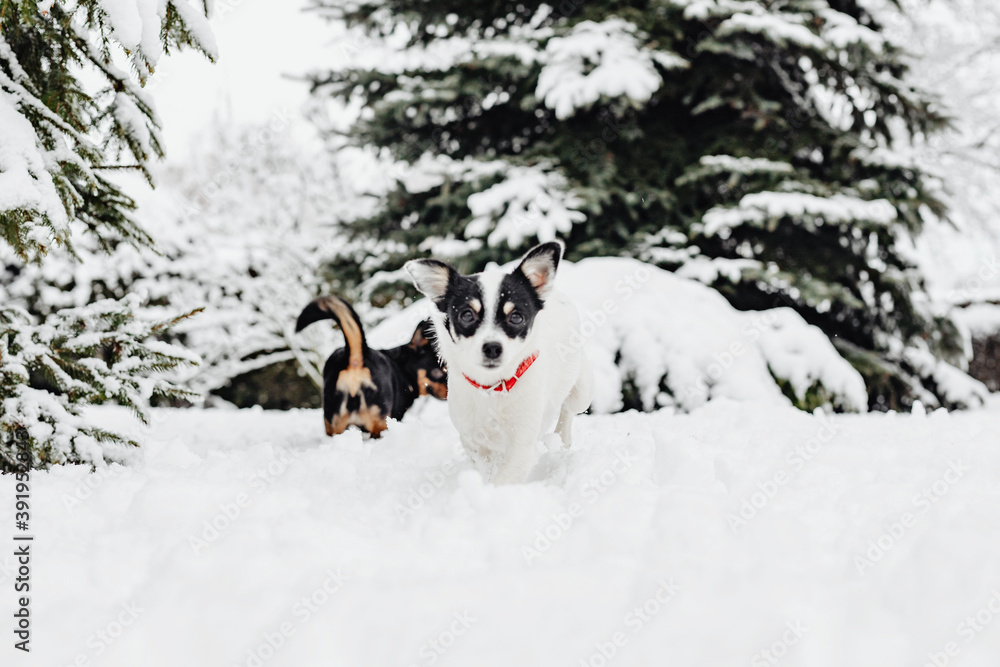 Two dogs playing in snow