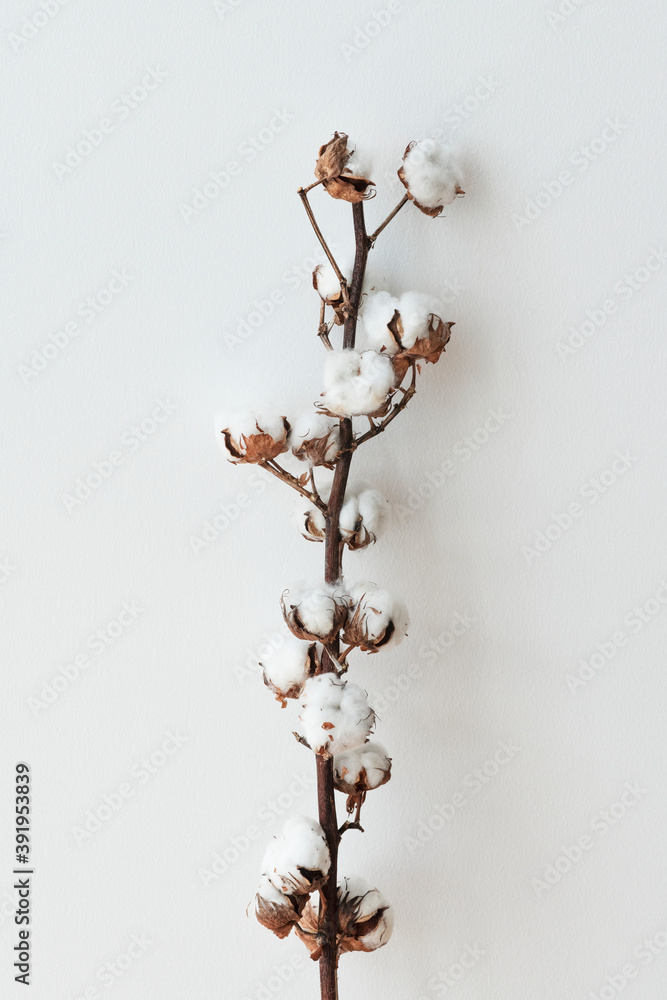 Cotton flower branch on a light blue background