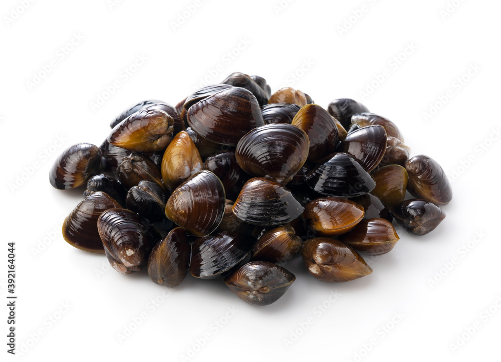 A freshwater clam on a white background