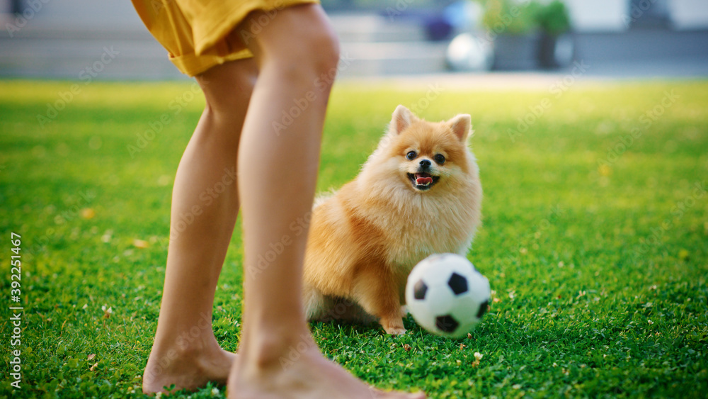 小男孩玩足球，把足球传给可爱的小博美犬，在院子里训练它