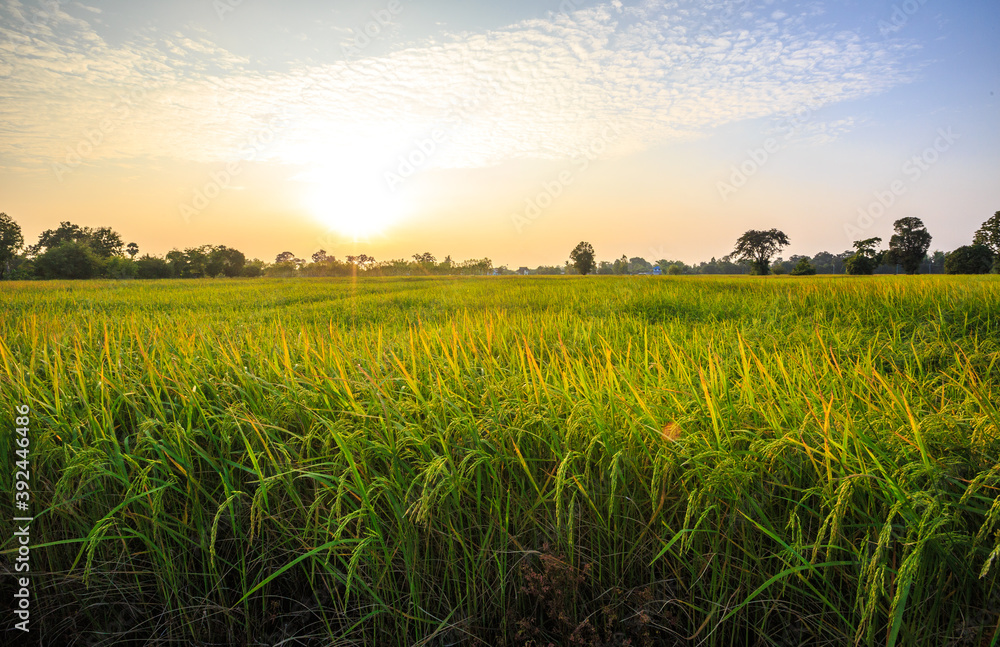 View of rice fields with yellow rice fields behind the setting sun