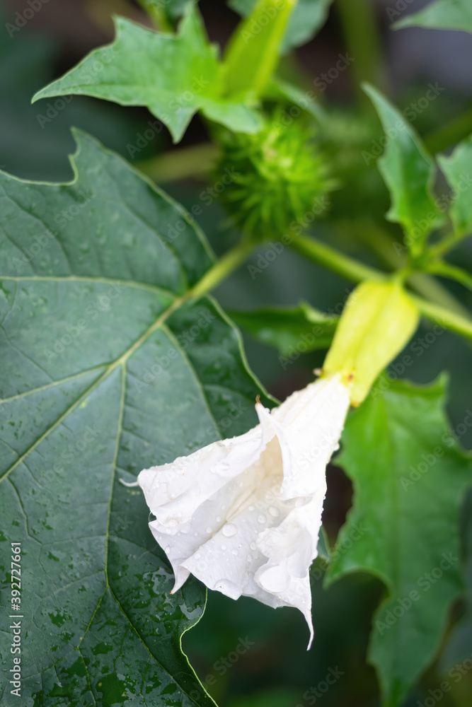 致幻植物魔鬼小号（曼陀罗）白色喇叭形花朵细节，als