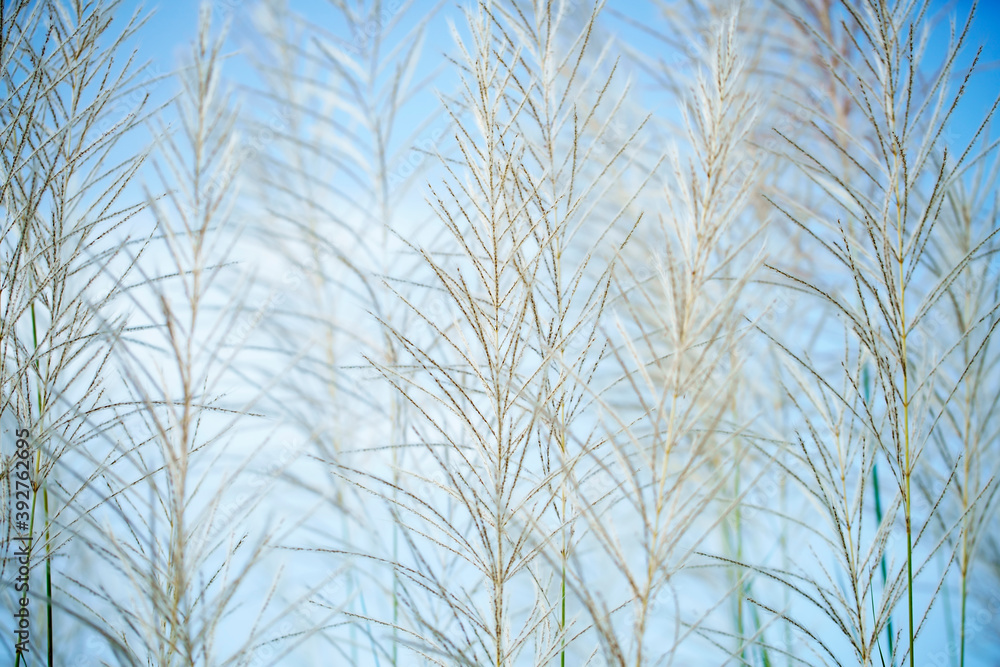 白色高Reeds草花