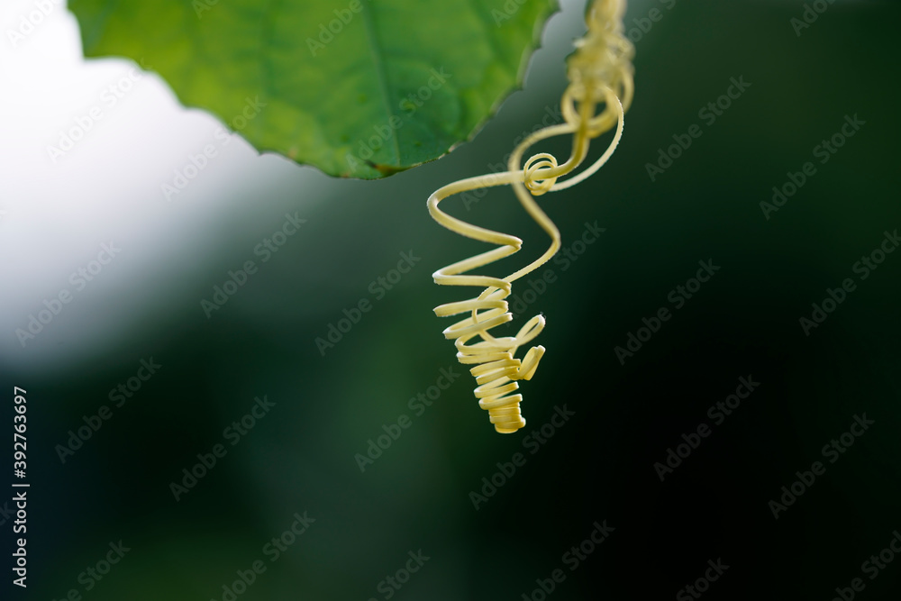 green curly twig ivy plant