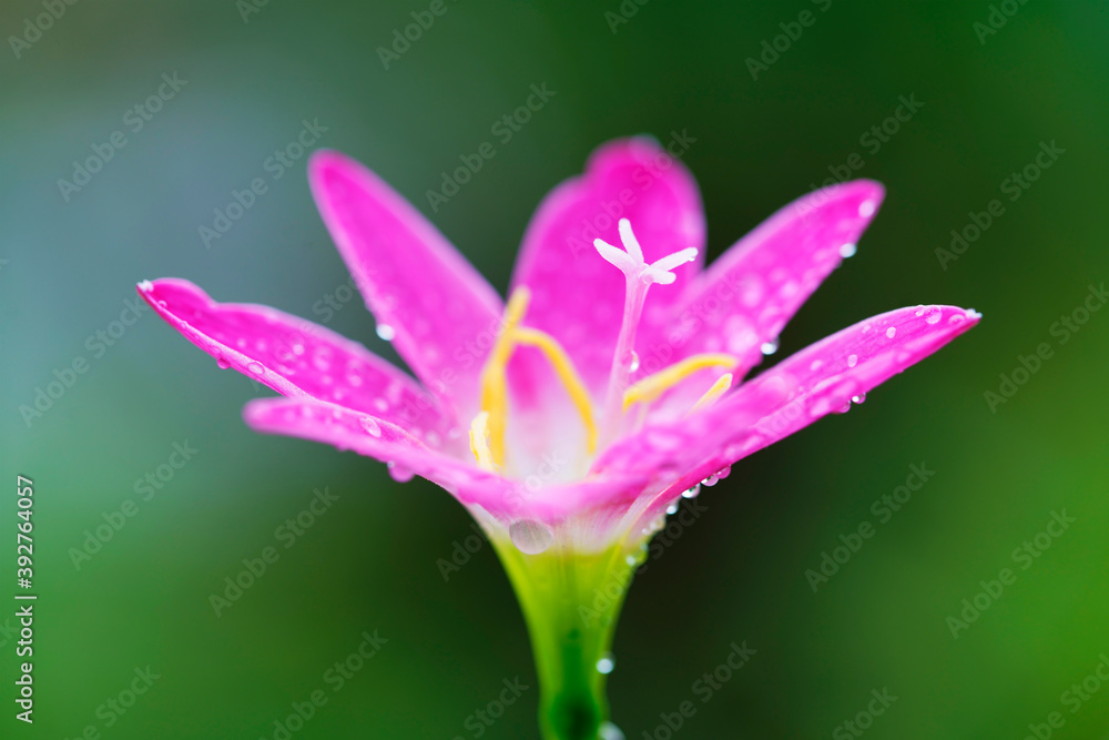 雨百合花