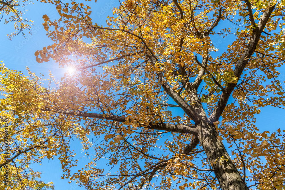 Yellow ginkgo forest in Jinqiu Park