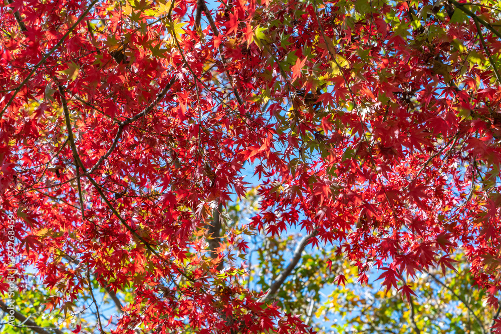 The gradual red maple leaves in the park