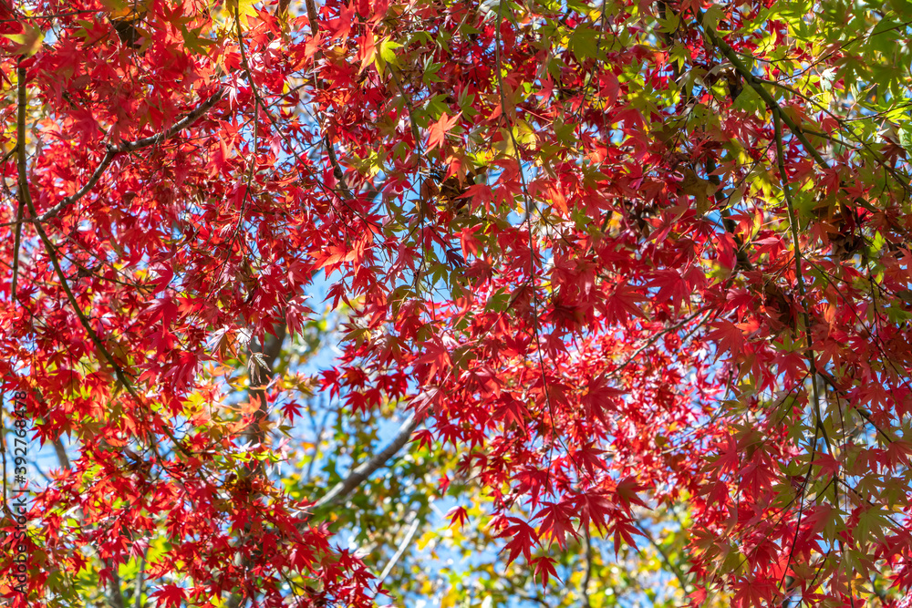 The gradual red maple leaves in the park