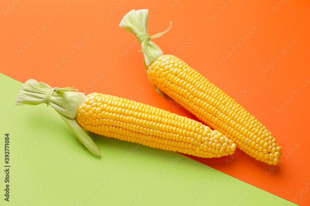 Fresh corn cobs on color background